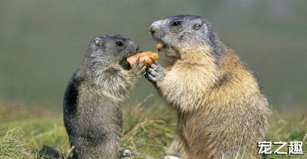 换个口味养只“土肥圆”——土拨鼠饲养全攻略！