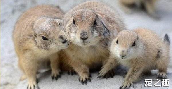 换个口味养只“土肥圆”——土拨鼠饲养全攻略！