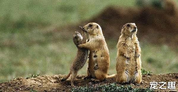 换个口味养只“土肥圆”——土拨鼠饲养全攻略！