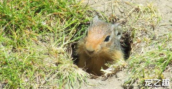 换个口味养只“土肥圆”——土拨鼠饲养全攻略！