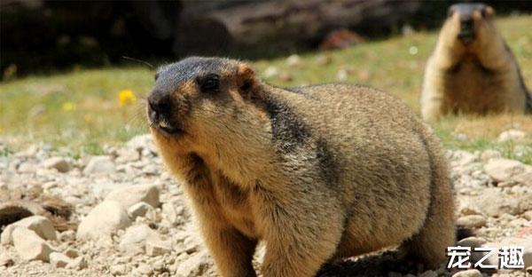 换个口味养只“土肥圆”——土拨鼠饲养全攻略！