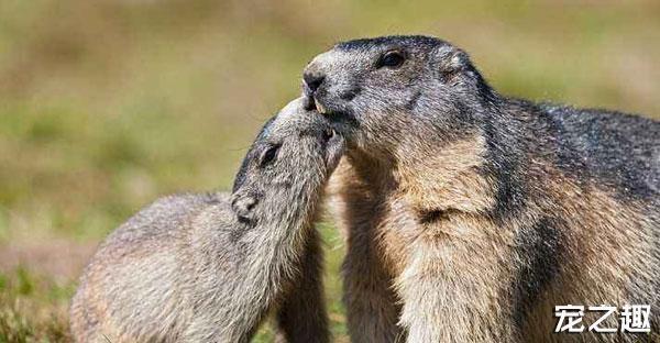 换个口味养只“土肥圆”——土拨鼠饲养全攻略！