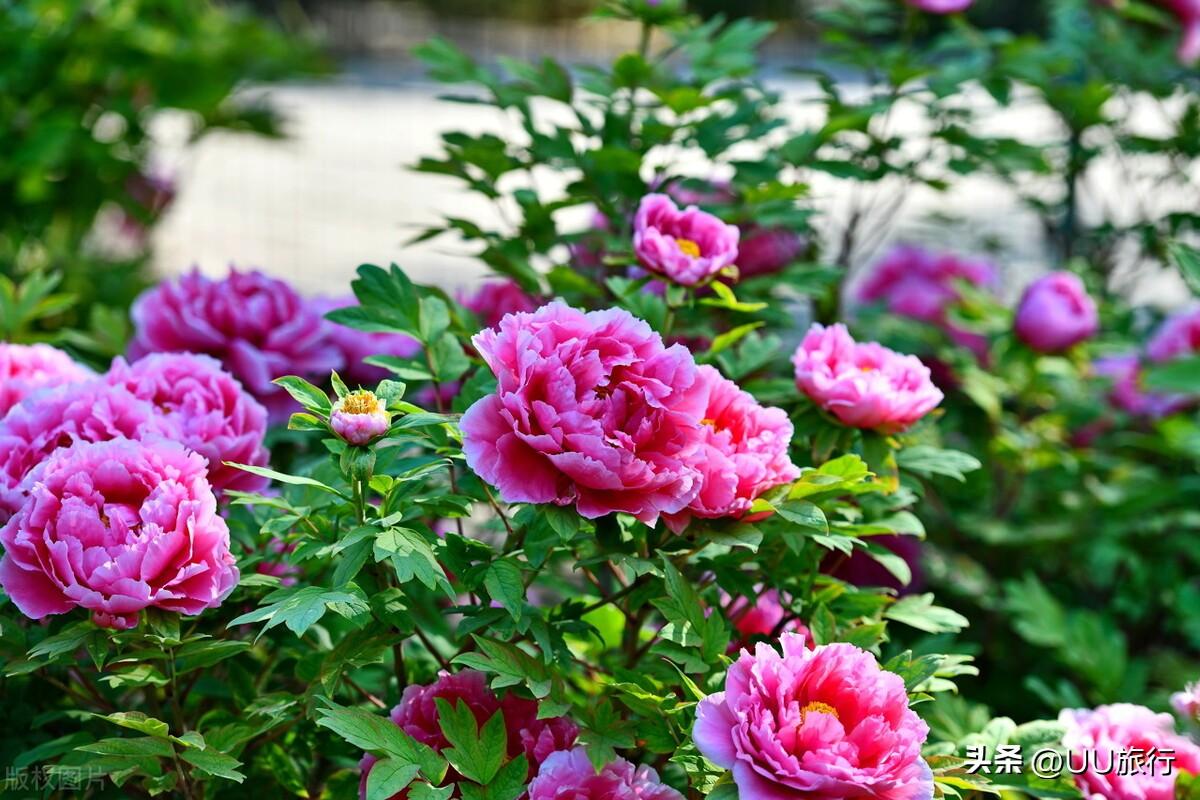 洛阳最值得去的3个景点（洛阳景点排行榜前十名）