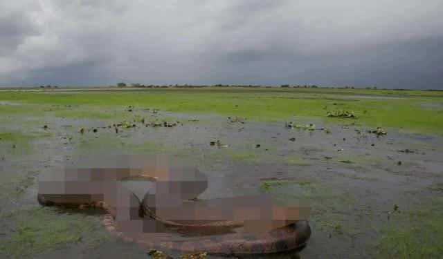 最深大海有多少米（世界最大蟒蛇）