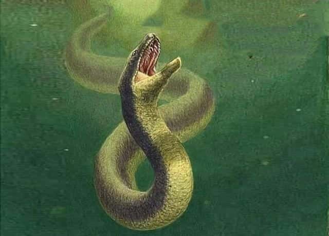 最深大海有多少米（世界最大蟒蛇）