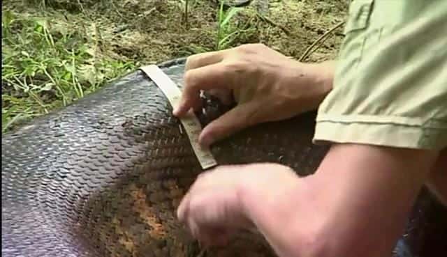 最深大海有多少米（世界最大蟒蛇）