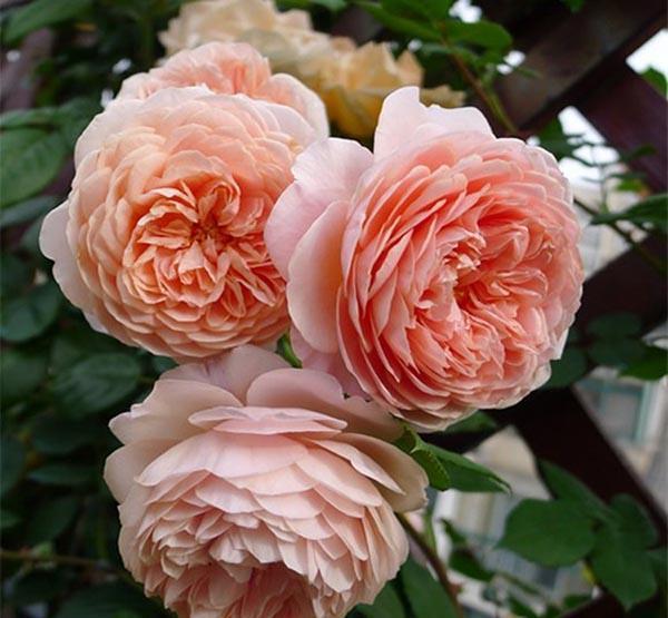 50个经典藤本月季品种推荐，每个都能美哭你！