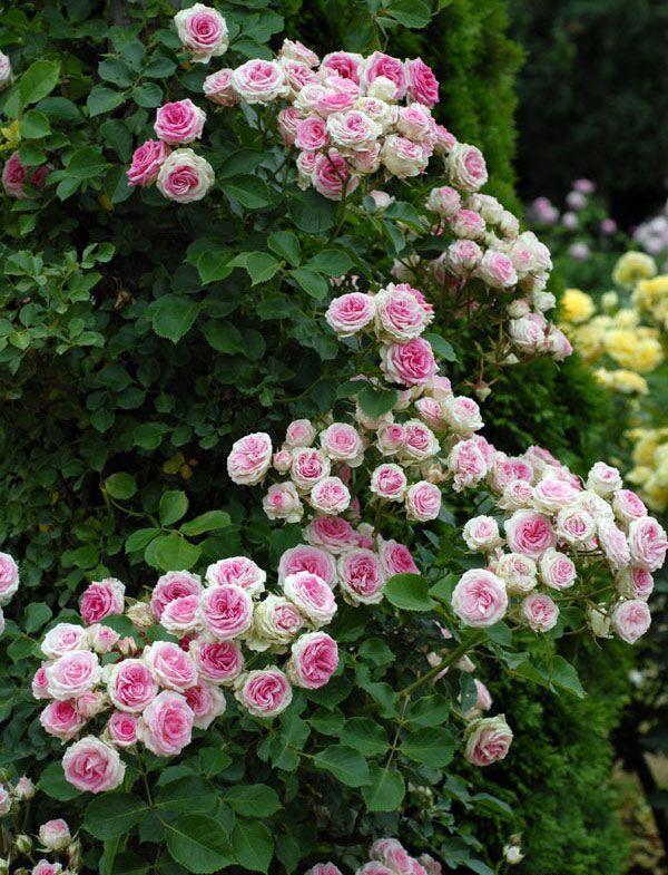 50个经典藤本月季品种推荐，每个都能美哭你！