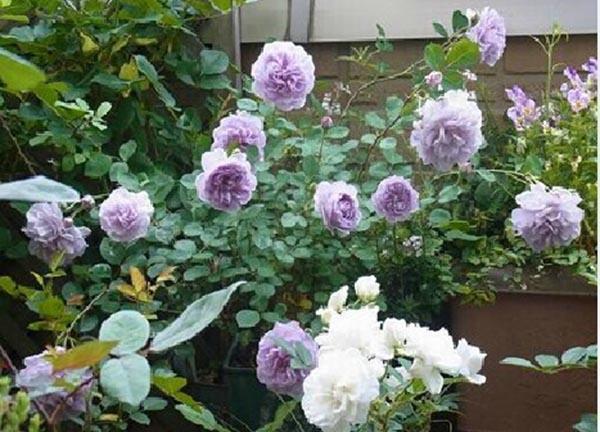 50个经典藤本月季品种推荐，每个都能美哭你！