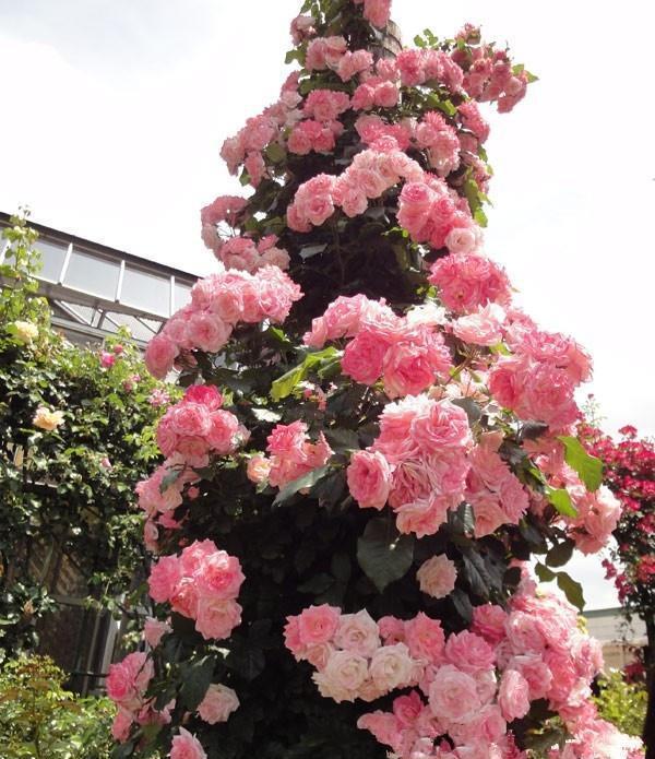 50个经典藤本月季品种推荐，每个都能美哭你！