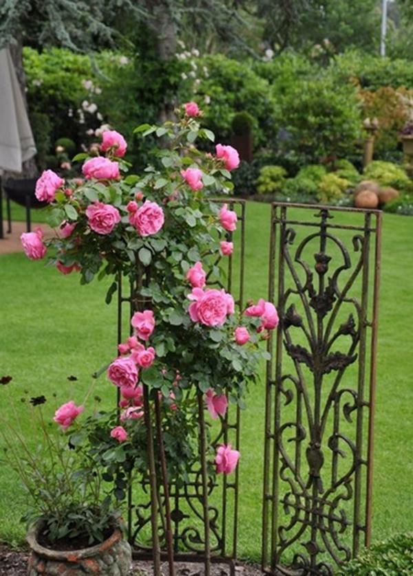 50个经典藤本月季品种推荐，每个都能美哭你！