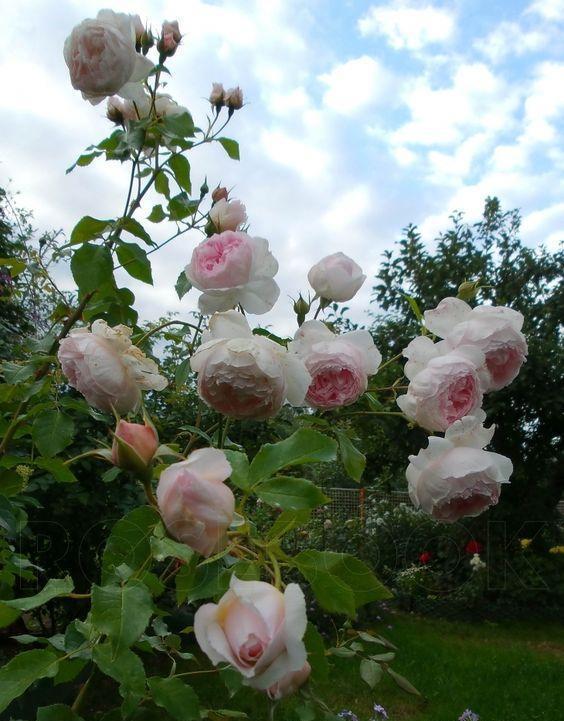 50个经典藤本月季品种推荐，每个都能美哭你！