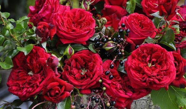 50个经典藤本月季品种推荐，每个都能美哭你！