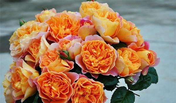 50个经典藤本月季品种推荐，每个都能美哭你！