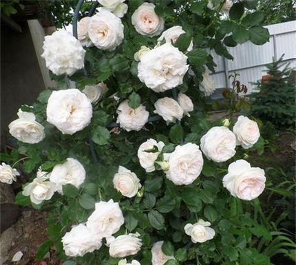 50个经典藤本月季品种推荐，每个都能美哭你！