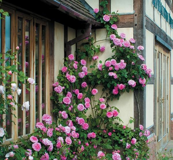50个经典藤本月季品种推荐，每个都能美哭你！