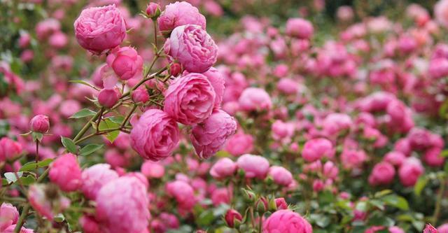 50个经典藤本月季品种推荐，每个都能美哭你！