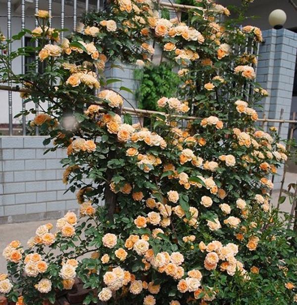 50个经典藤本月季品种推荐，每个都能美哭你！