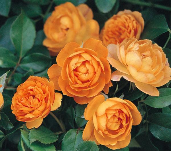 50个经典藤本月季品种推荐，每个都能美哭你！