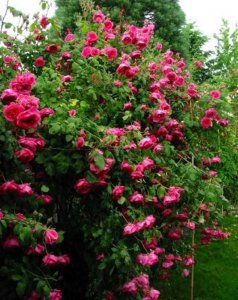 ​50个经典藤本月季品种推荐，每个都能美哭你！