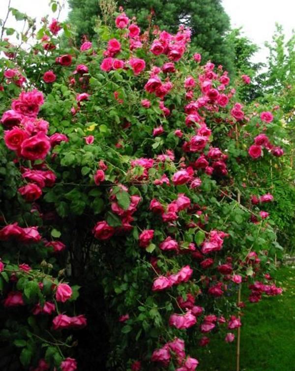 50个经典藤本月季品种推荐，每个都能美哭你！