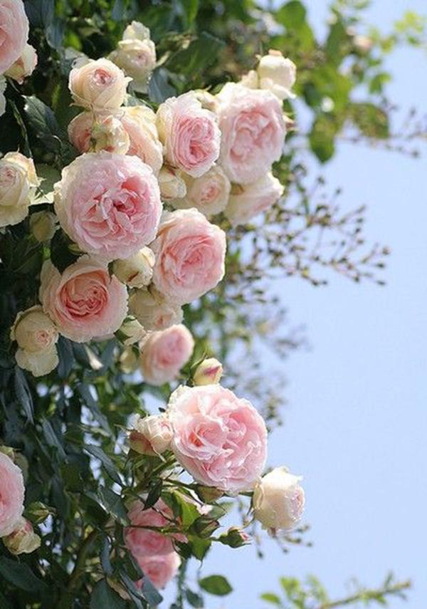 50个经典藤本月季品种推荐，每个都能美哭你！