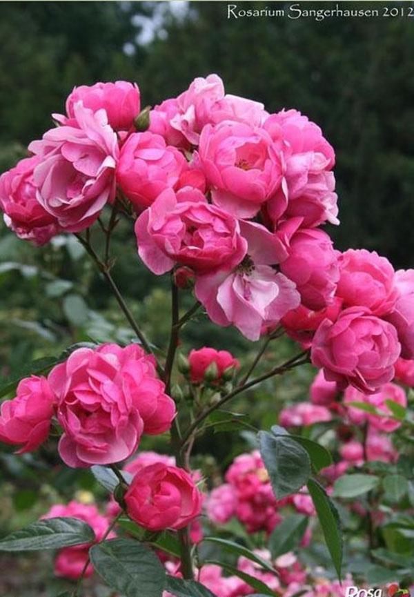 50个经典藤本月季品种推荐，每个都能美哭你！