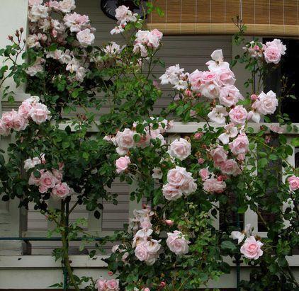 50个经典藤本月季品种推荐，每个都能美哭你！