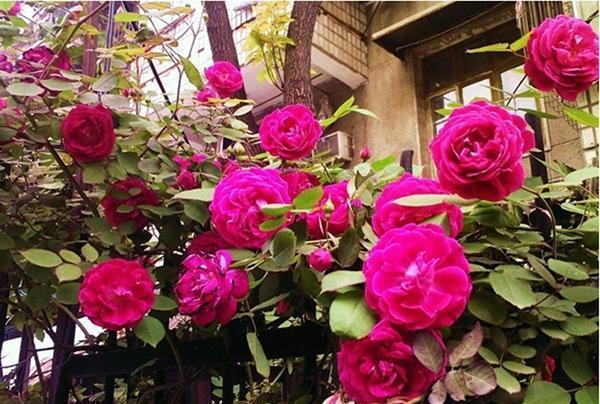 50个经典藤本月季品种推荐，每个都能美哭你！