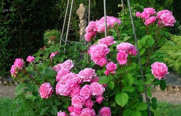 50个经典藤本月季品种推荐，每个都能美哭你！