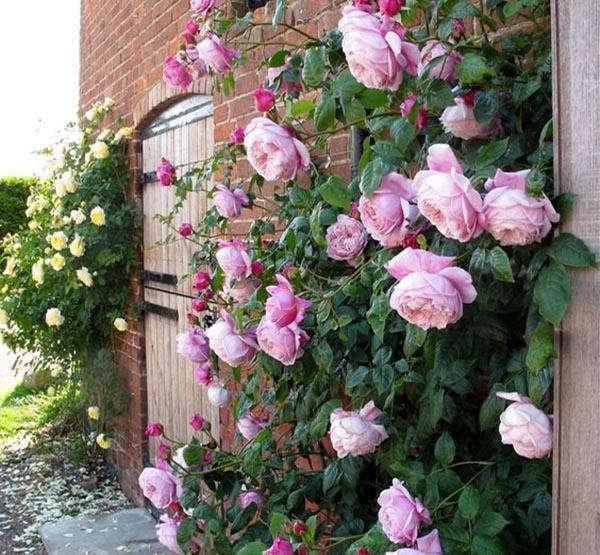 50个经典藤本月季品种推荐，每个都能美哭你！