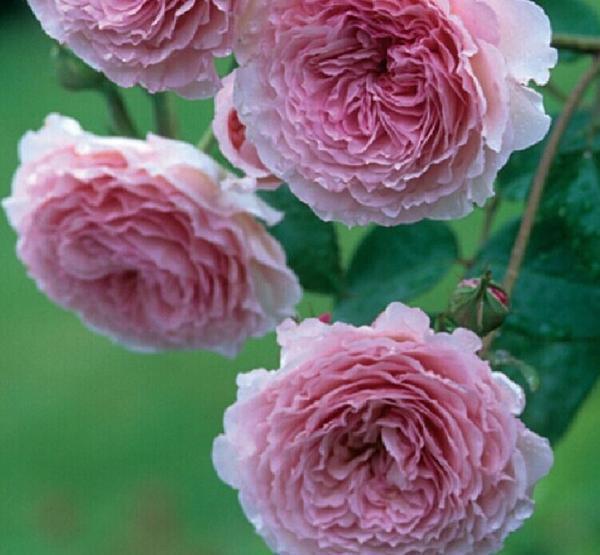 50个经典藤本月季品种推荐，每个都能美哭你！