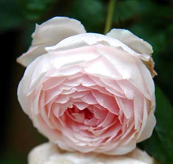 50个经典藤本月季品种推荐，每个都能美哭你！