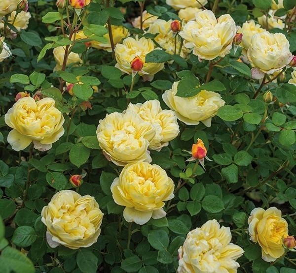 50个经典藤本月季品种推荐，每个都能美哭你！