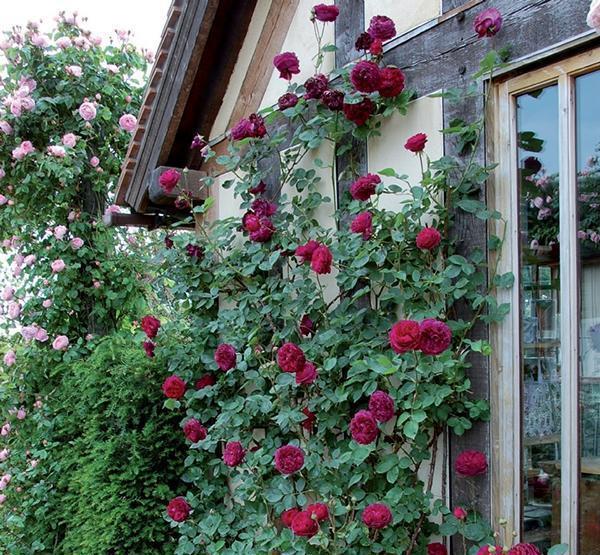 50个经典藤本月季品种推荐，每个都能美哭你！