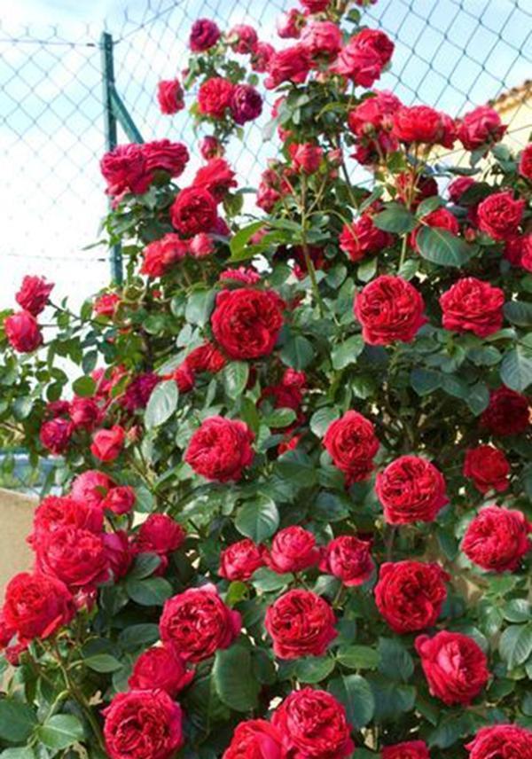 50个经典藤本月季品种推荐，每个都能美哭你！