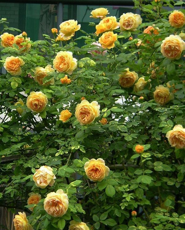 50个经典藤本月季品种推荐，每个都能美哭你！
