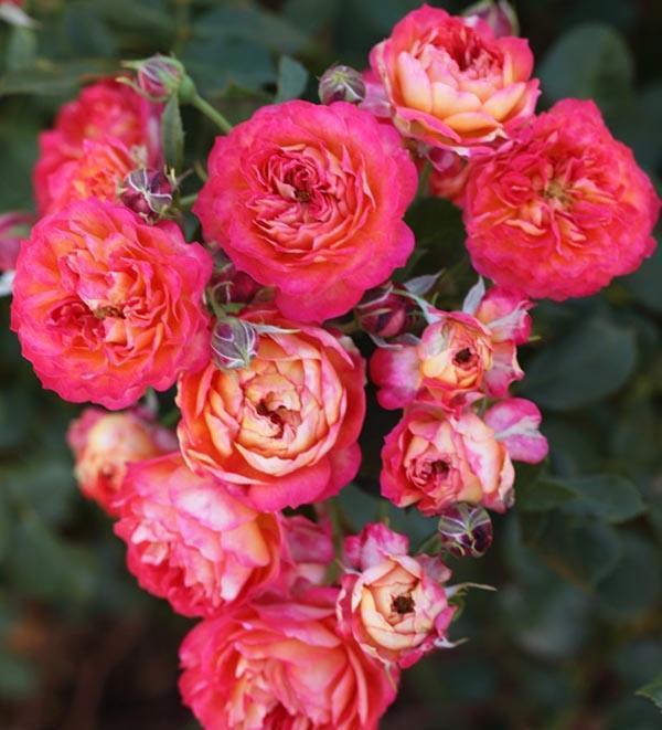 50个经典藤本月季品种推荐，每个都能美哭你！