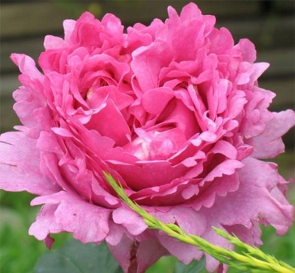 50个经典藤本月季品种推荐，每个都能美哭你！