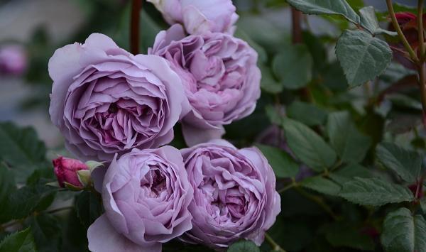 50个经典藤本月季品种推荐，每个都能美哭你！