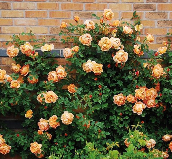 50个经典藤本月季品种推荐，每个都能美哭你！