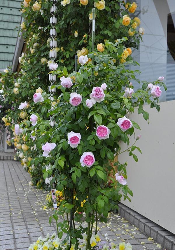 50个经典藤本月季品种推荐，每个都能美哭你！