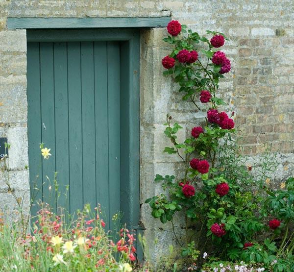 50个经典藤本月季品种推荐，每个都能美哭你！