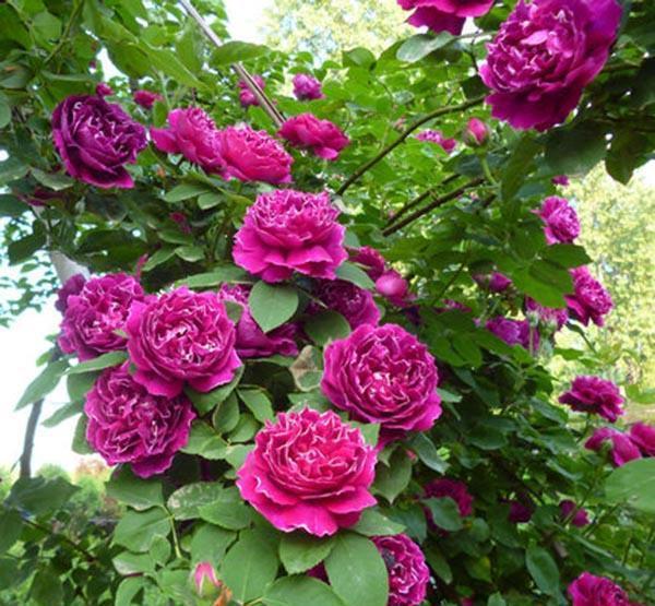 50个经典藤本月季品种推荐，每个都能美哭你！