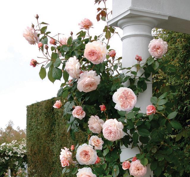 50个经典藤本月季品种推荐，每个都能美哭你！