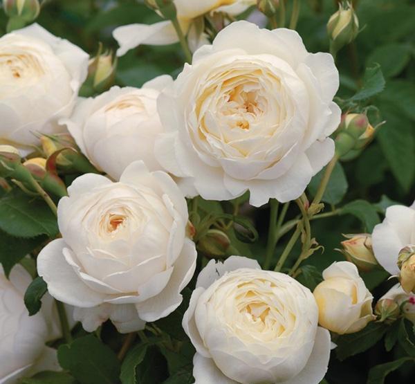 50个经典藤本月季品种推荐，每个都能美哭你！