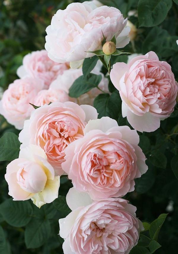 50个经典藤本月季品种推荐，每个都能美哭你！