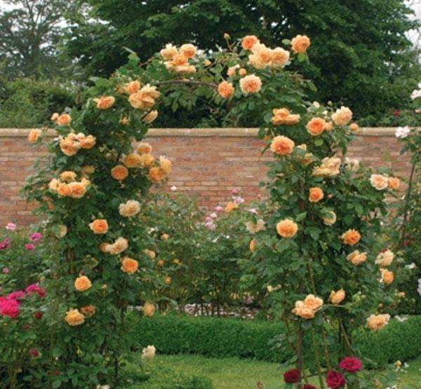 50个经典藤本月季品种推荐，每个都能美哭你！