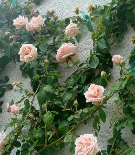 50个经典藤本月季品种推荐，每个都能美哭你！