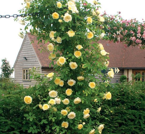 50个经典藤本月季品种推荐，每个都能美哭你！